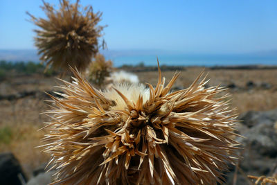 Close-up of dandelion