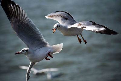 Seagulls flying over sea