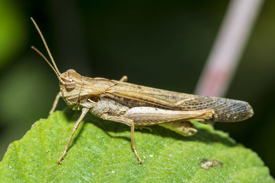 Close-up of insect on leaf