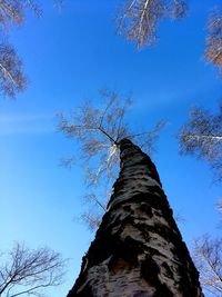 Low angle view of bare tree against blue sky