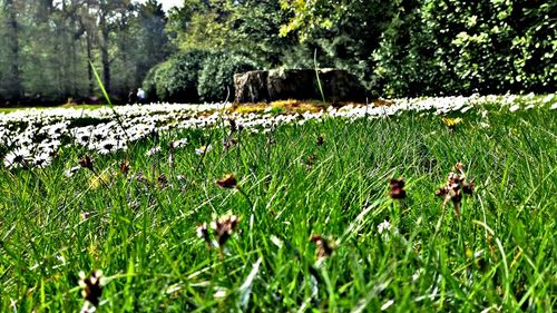 Close-up of plants growing on field