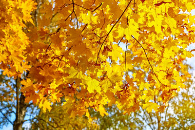 Low angle view of yellow maple leaves on tree