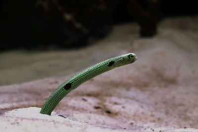 Close-up of lizard on a land