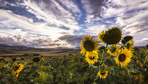 Scenic view of sunflower field against cloudy sky