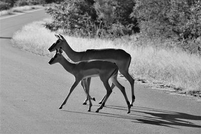 Side view of horse running on road