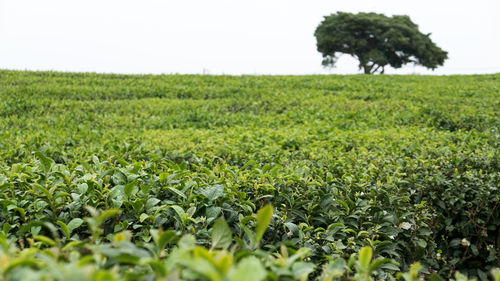 Scenic view of agricultural field against clear sky