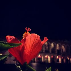 Close-up of red flowers