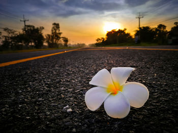 Close-up of frangipani on flower against sky at sunset