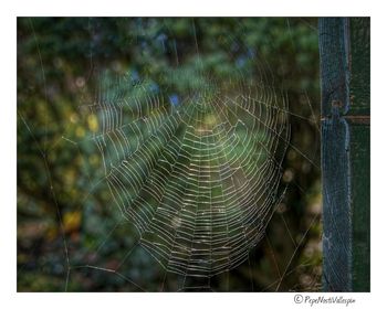 spider web