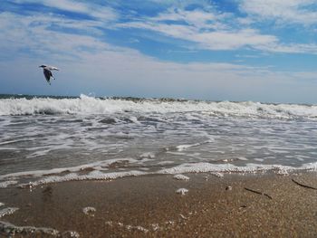 View of bird flying over sea