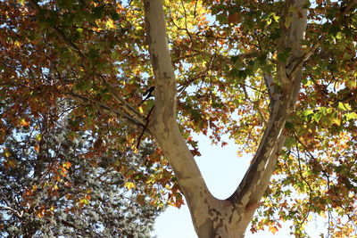 Low angle view of tree against sky