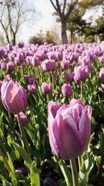 Close-up of pink flowers blooming outdoors