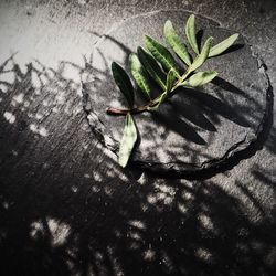 High angle view of leaf on table