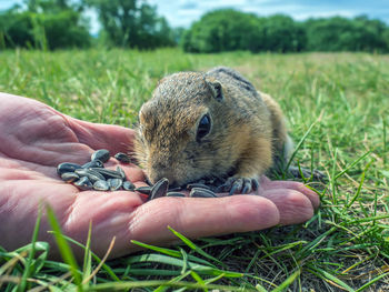 A gopher cub is eating sunflower seeds from a human hand. 