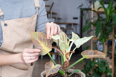 Cropped hand of woman holding plant