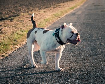 Dog walking on road