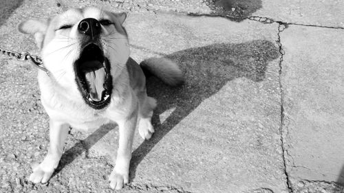 High angle view of dog yawning