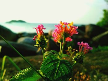 Close-up of flowering plant