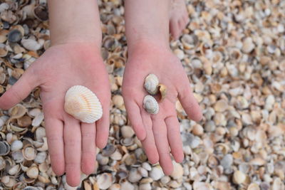 Low section of person holding seashells