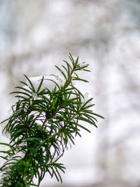 Close-up of pine tree during winter