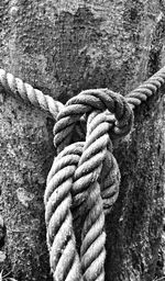 Extreme close up of tree trunk