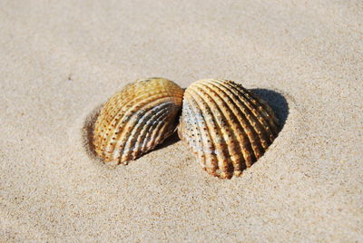 Close-up of seashell on beach