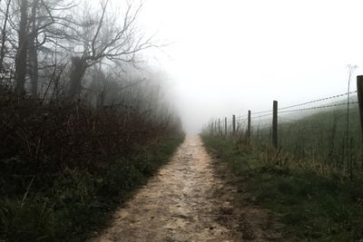 Narrow pathway along trees