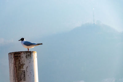 Bird resting on a wood near the lake