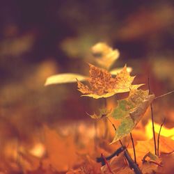 Close-up of maple leaves against blurred background