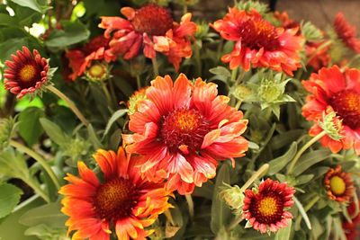 Close-up of red flowers