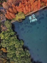 High angle view of autumn tree by sea