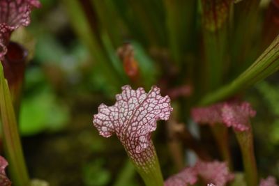 Close-up of flowering plant