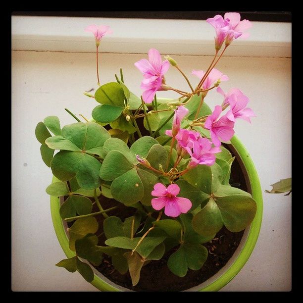 flower, freshness, fragility, petal, growth, indoors, pink color, beauty in nature, leaf, flower head, transfer print, vase, plant, nature, auto post production filter, close-up, potted plant, blossom, blooming, bunch of flowers