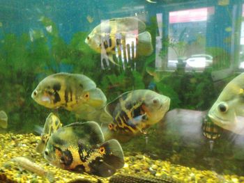 Fish swimming in aquarium