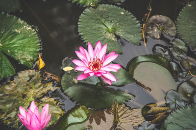 High angle view of pink water lily blooming outdoors