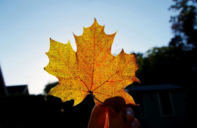 Close-up of maple leaf against sky