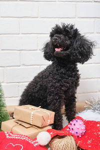 Portrait of dog against wall