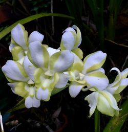 Close-up of flowers blooming outdoors