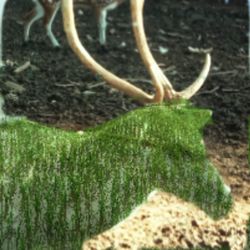 Close-up of plant growing on field