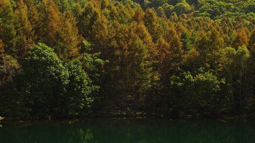 Scenic view of lake in forest against sky