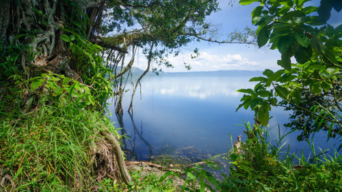 Scenic view of lake and trees against sky