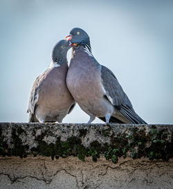 Bird perching on retaining wall against clear sky