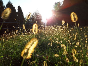 View of plants growing on field against sky