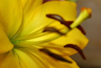Close-up of yellow flower