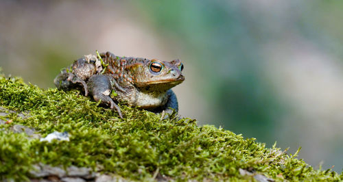 Close-up of a lizard