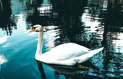 Swan swimming in lake