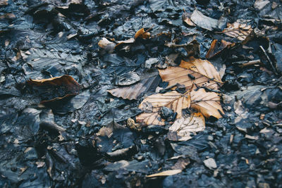 High angle view of dry leaves on field