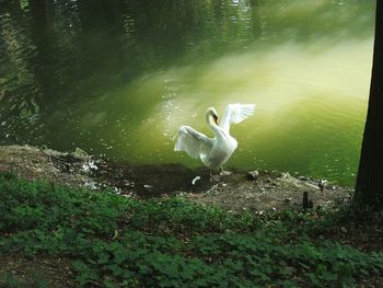 Swan swimming in lake