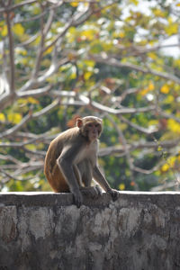 Monkey sitting on tree