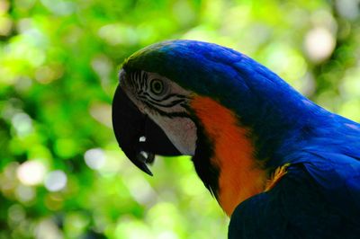 Close-up of parrot